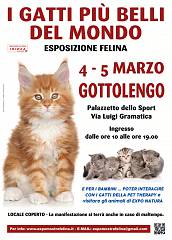 I gatti piu' belli del mondo - esposizione felina